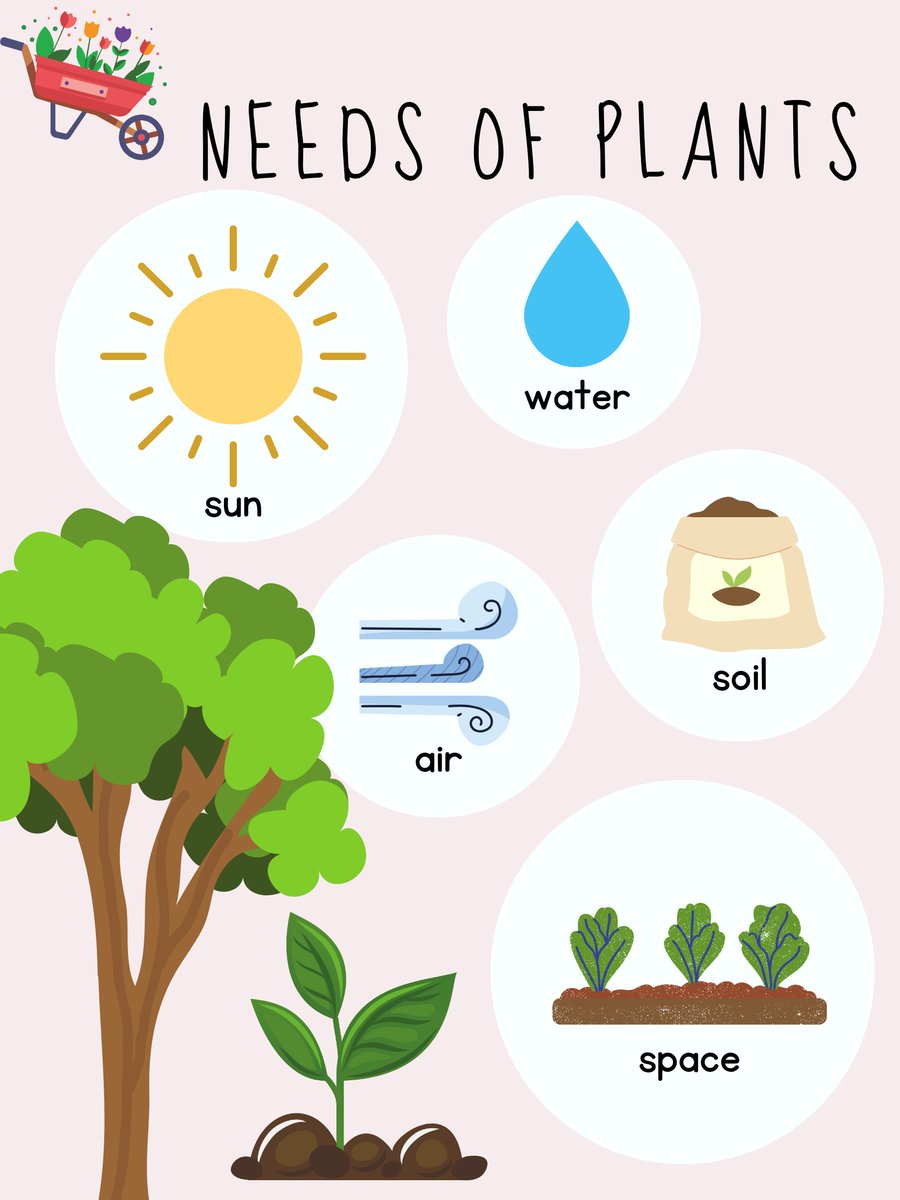 nurserykart's tweet photo. Transforming your bedroom into a lush oasis with the vibrant hues of nature.

SerenityWithPlants #PlantLover #UrbanJungle #PlantParent #GreenThumb #IndoorPlants #PlantLife #HousePlants #BotanicalBeauty #ElectoralBonds  #ElvishYadavARRESTED  #nurserykart https://t.co/RJs4yBh3xB