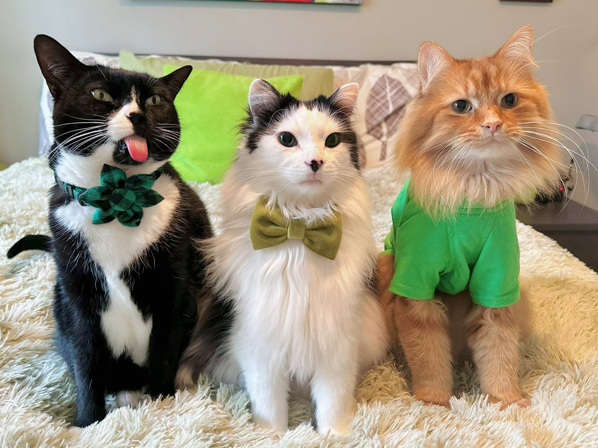 Wishing our awesome X family a safe and Happy Saint-Patrick’s Day! 🍀

#theoreocat #SaintPatricksDay #SaintPatrick