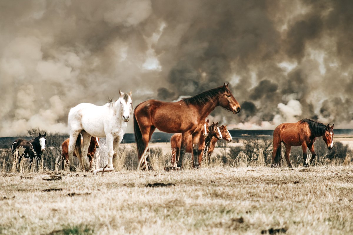 mostlyhan96's tweet photo. Took some pretty cool pictures yesterday.. enjoy 🤷🏽‍♀️❤️🚒🐴 https://t.co/mHhtaWHR5V
