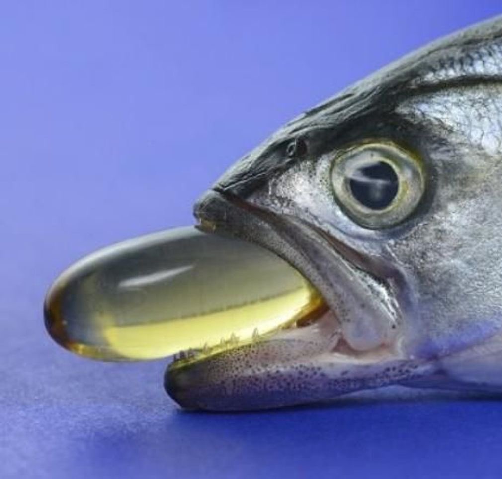 celestialbe1ng's tweet photo. You should NEVER take fish oil unless you have a death wish 💀

OR you're a marine creature in the Arctic climate with a body temp of 0-4 degrees Celsius.

Omega 3s (PUFAs) in fish oil deteriorate and oxidise at room temperature.

So think about the human body temp.

Ditch your fish oil supp immediately.

Let me explain: 

The oxidation and deterioration of PUFAs leads to the formation of VERY harmful compounds such as lipid peroxides. These peroxides cause oxidative stress and inflammation in the body, causing damage to cells, tissues, and even DNA. Oxidised PUFAs also generate free radicals, which further contribute to oxidative damage. This process is implicated in various (if not the vast majority of) health issues, including (but not limited to) metabolic disorders; cardiovascular diseases, neurodegenerative conditions, cancers, inflammatory conditions, etc.
