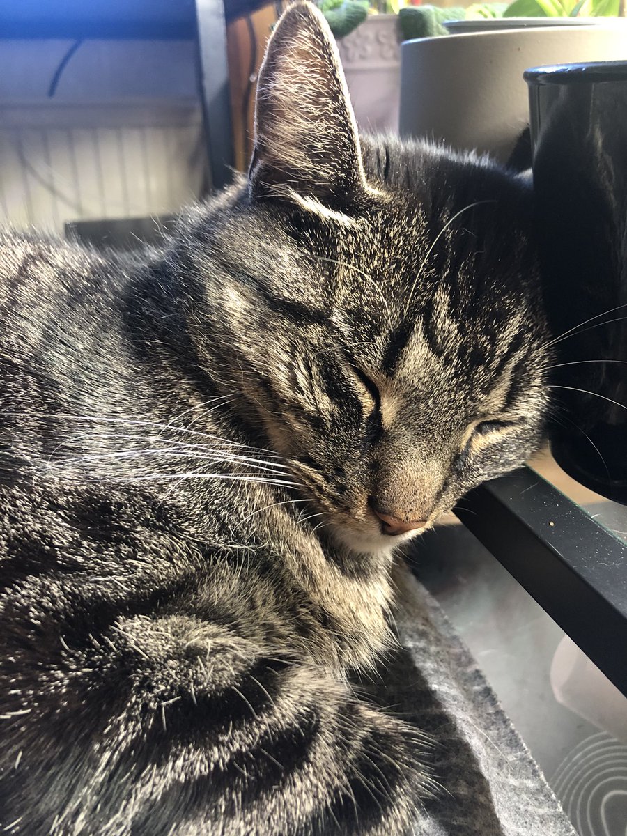 RienOFC's tweet photo. My cat sleeps so cute when I’m gaming 😍 #cat https://t.co/WXYtgRuruk