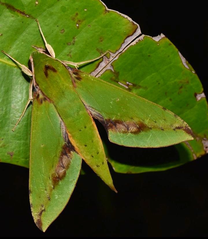 Hola bichodatero, es Xylophanes chiron, una polilla esfinge. Las poblaciones de Veracruz están en el límite norte de su distribución, que incluye buena parte de Centro y Sudamérica. Es un importante polinizador nocturno. 📸: Gerardo García (Instagram).