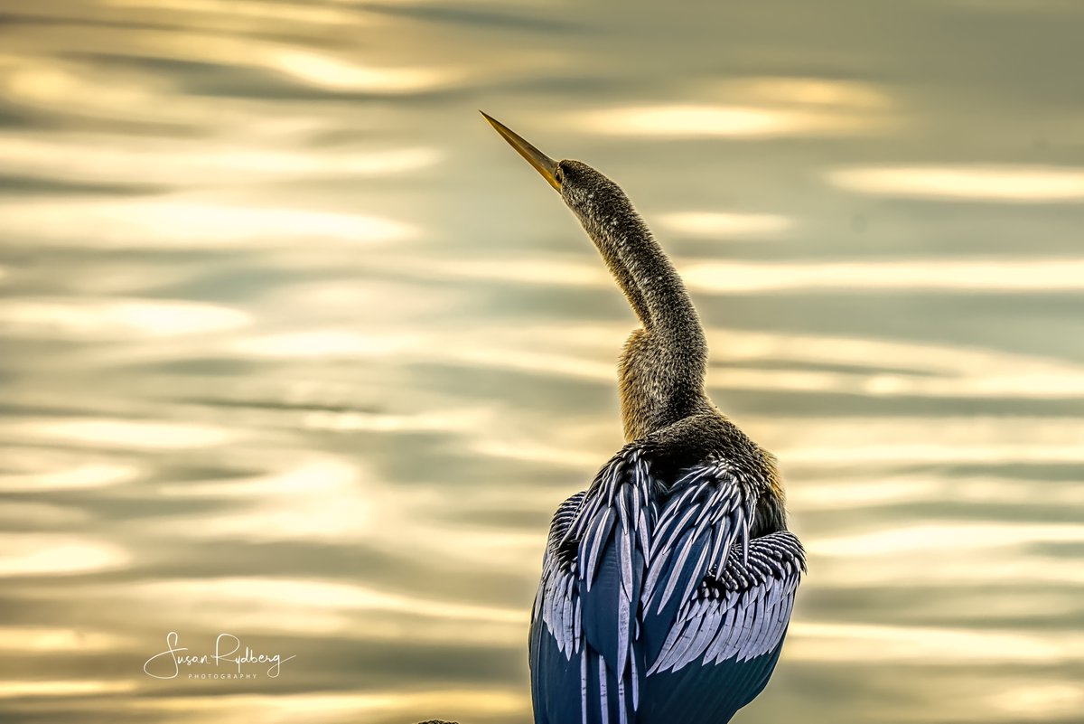 Anhinga In The Glow #bird #BirdsSeenIn2024 #Birdland #birdphotography #photooftheday #birding #anhinga #BuyIntoArt 

Shop:  fineartamerica.com/featured/anhin…