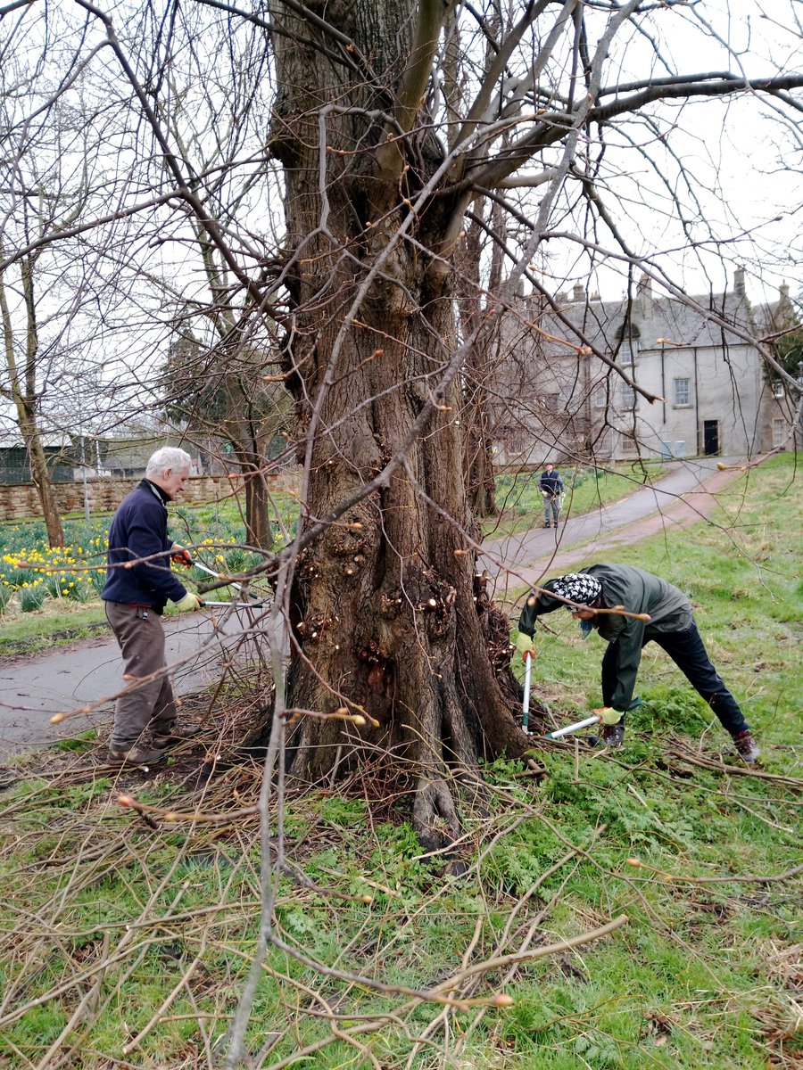 The Friends of Inch Park tidying up trees along the path in Inch Park. Rangers also helping trim damaged tree limbs and finishing up the coppicing of the Hazel. #FriendsofInchPark #InchPark