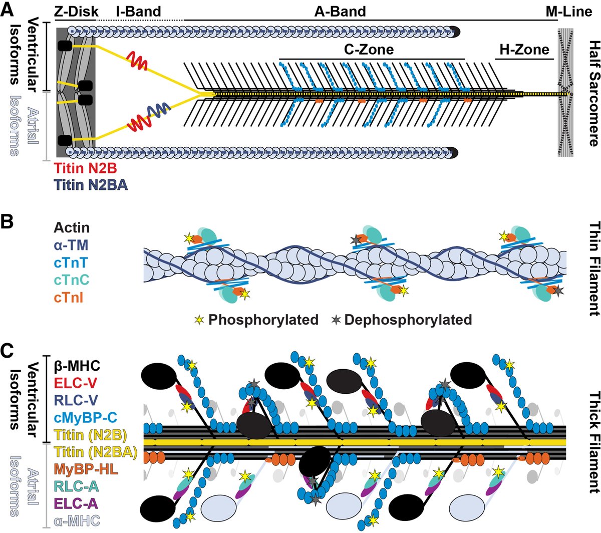 ajpheartcirc's tweet photo. Burnham et al. explore how atrial-enriched sarcomere protein composition modulates contractile function to fulfill the physiological requirements of atrial function. Read the Review ➡️ https://t.co/YB19n9L61x

#Sarcomere  #Cardiomyopathy
@LoyolaChicago https://t.co/lmTecRVXBl