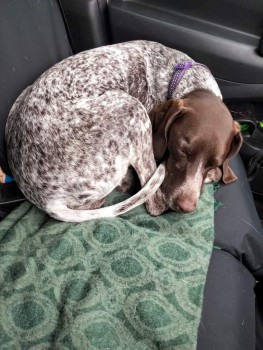 #LOST #DOG TILLY 
Adult #Female #GermanShorthairedPointer 
Liver Ticked #Spayed 
#Missing from West Boldon #TyneandWear #NE36 North East
Saturday 16th March 2024 
#DogLostUK #Lostdog #ScanMe 

doglost.co.uk/dog/191056