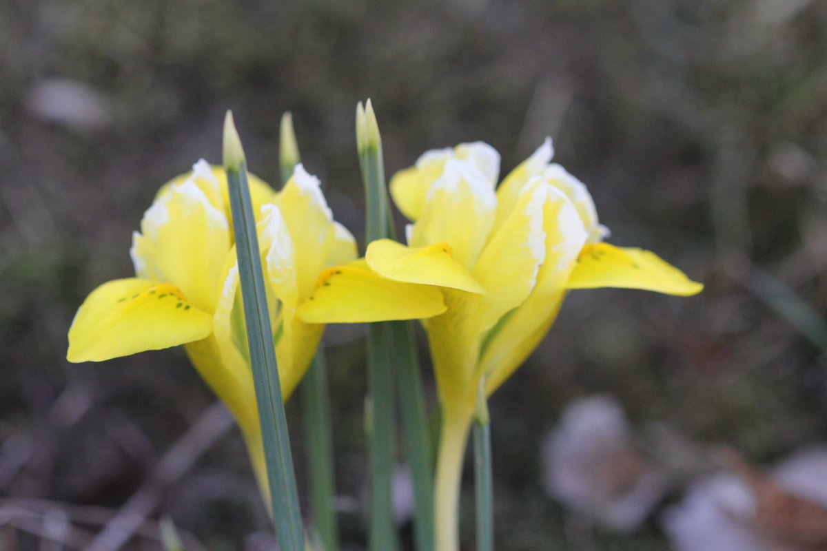 Iris rticulata - or spring Iris as we call it in Norway. #SundayYellow #Iris #Irisreticulata #Springflowers