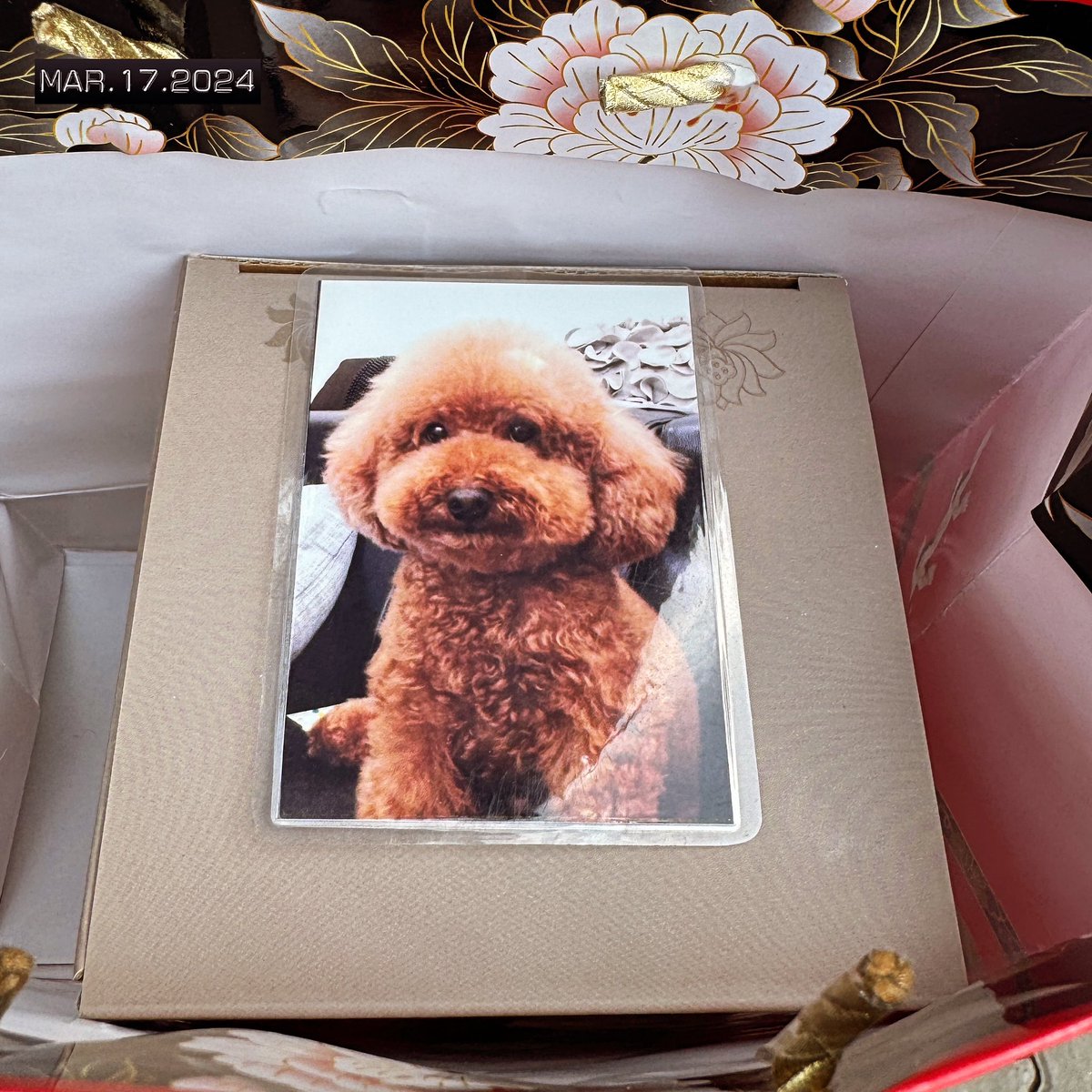 謝謝你等我回來，一切圓滿了，離苦得樂。
#dogs
#my365