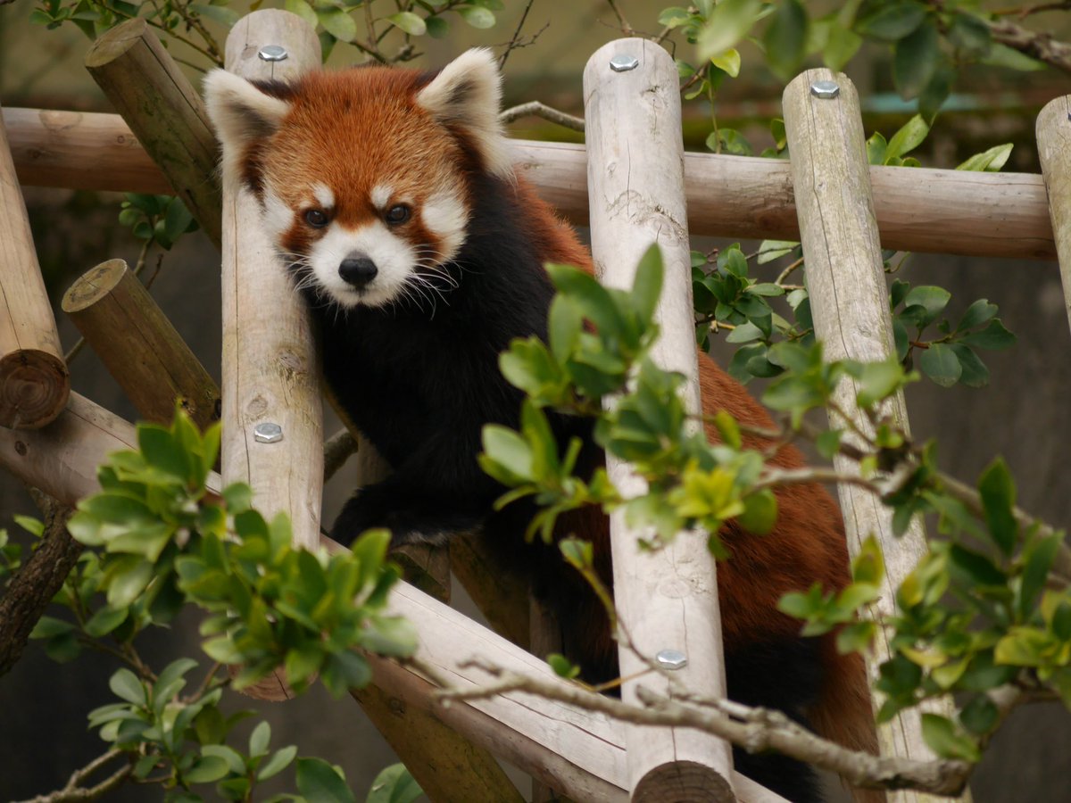 orangebanabana's tweet photo. ひょこっとミンちゃんで、
おやすみなさいです😪😴
2024.3📷
#鯖江市西山動物園
#レッサーパンダ #redpanda
#ミンファ #Minfa https://t.co/IIRrPSwBTj