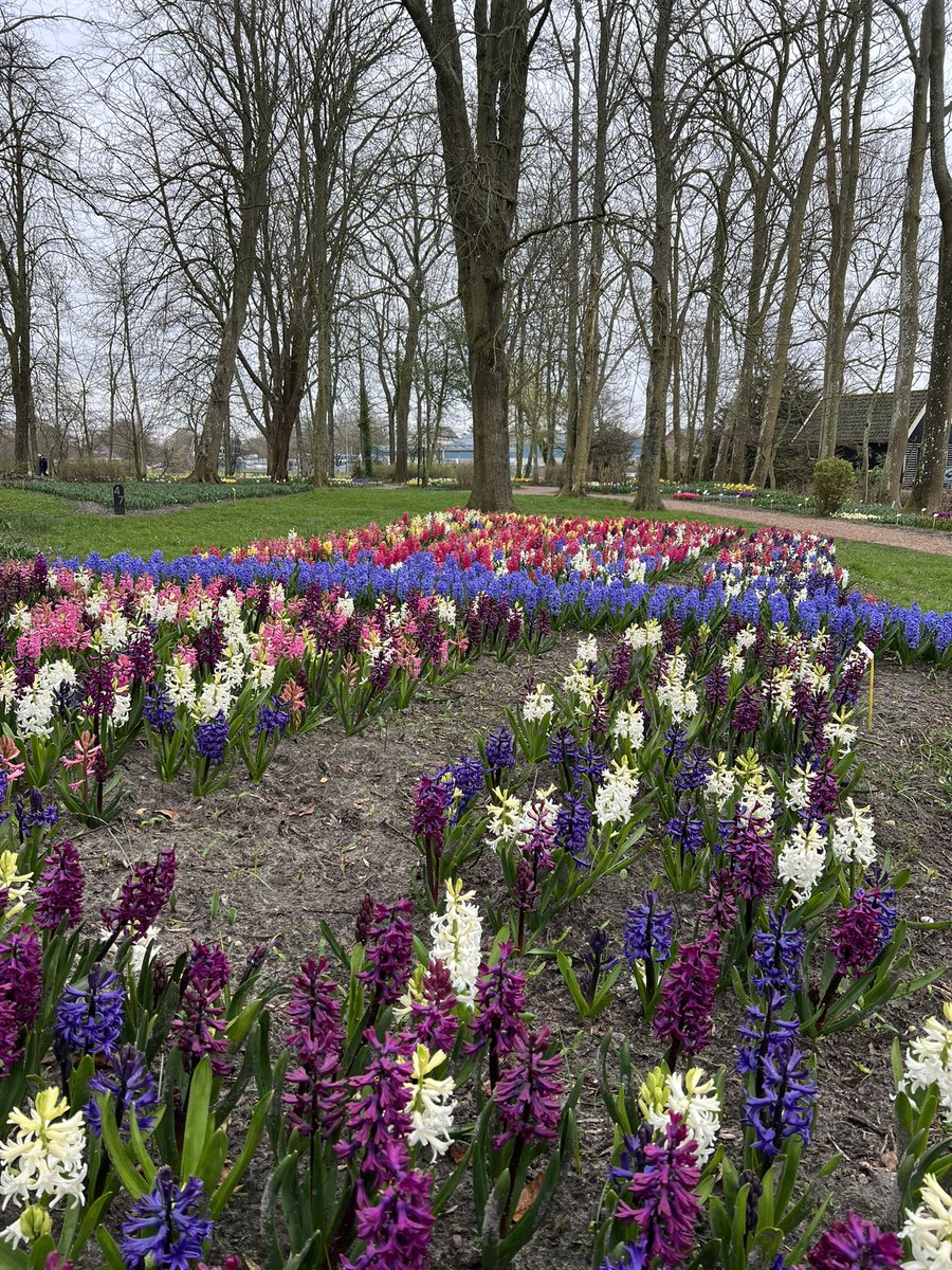 LarsRuiter's tweet image. De Poldertuin in Anna Paulowna staat de komende weken weer in bloei. #HollandsKroon