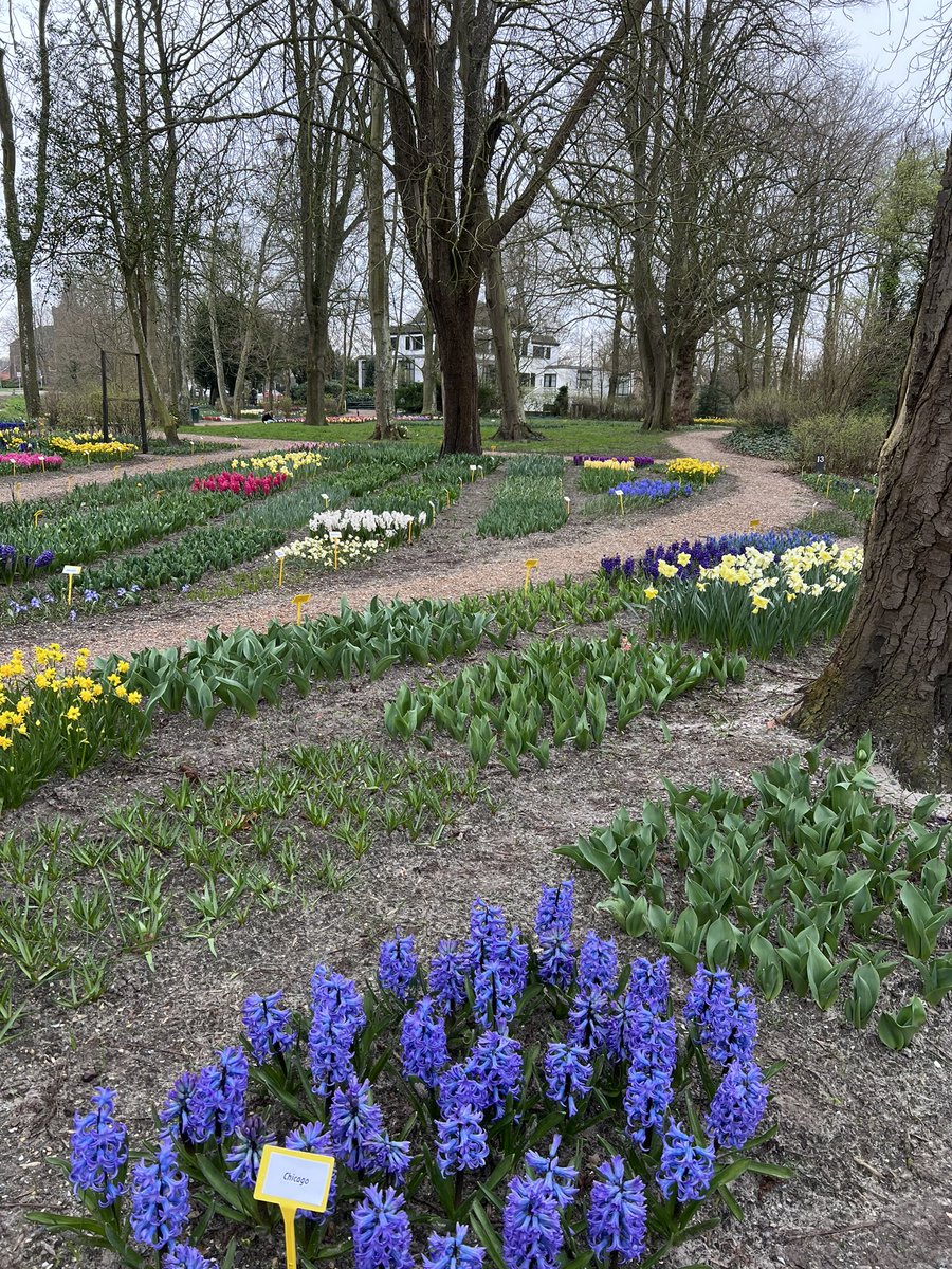 LarsRuiter's tweet image. De Poldertuin in Anna Paulowna staat de komende weken weer in bloei. #HollandsKroon