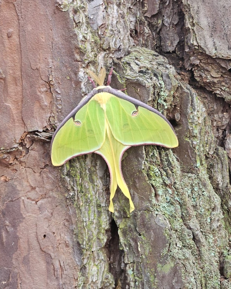 VillariLab tweet media