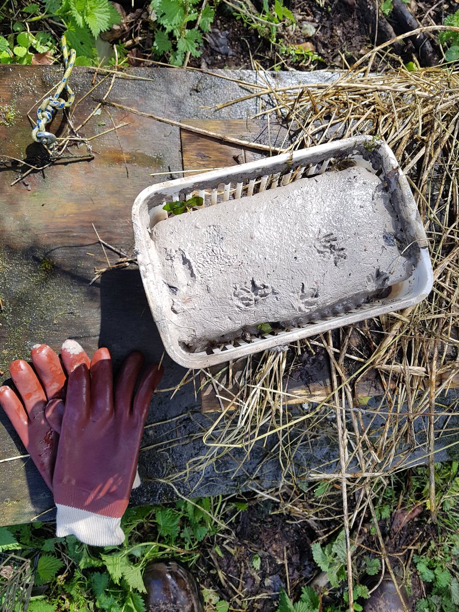 Maggie Shelton (@m_h_shelton) on Twitter photo #Volunteers are monitoring #mink footprints on our #chalkstreams They are #InvasiveNonNativeSpecies that predate (amongst other things) #WaterVole , Britain's fastest declining mammal.
#WatercressAndWinterbournes <a href="/HeritageFundUK/">The National Lottery Heritage Fund</a> <a href="/HantsIWWildlife/">Hampshire & Isle of Wight Wildlife Trust</a> #INNS #Volunteers are monitoring #mink footprints on our #chalkstreams They are #InvasiveNonNativeSpecies that predate (amongst other things) #WaterVole , Britain's fastest declining mammal.
#WatercressAndWinterbournes <a href="/HeritageFundUK/">The National Lottery Heritage Fund</a> <a href="/HantsIWWildlife/">Hampshire & Isle of Wight Wildlife Trust</a> #INNS