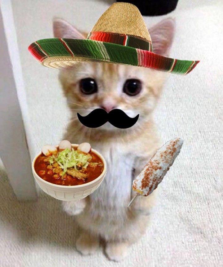 elgatoonsol's tweet image. GM.