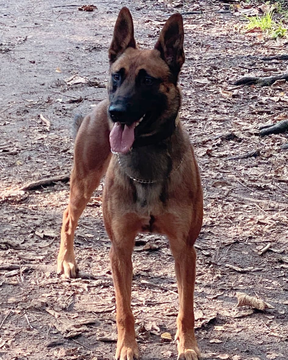🐾FSD Viper🐾

A male in @TVP_WestBerks suspected of having a knife🏃from👮🏼‍♀️

Viper arrived &put his nose to good use locating the male under a 🚗 near by. The male was arrested for a number of offences &taken to his local custody.

He would not have been located if not for Viper!