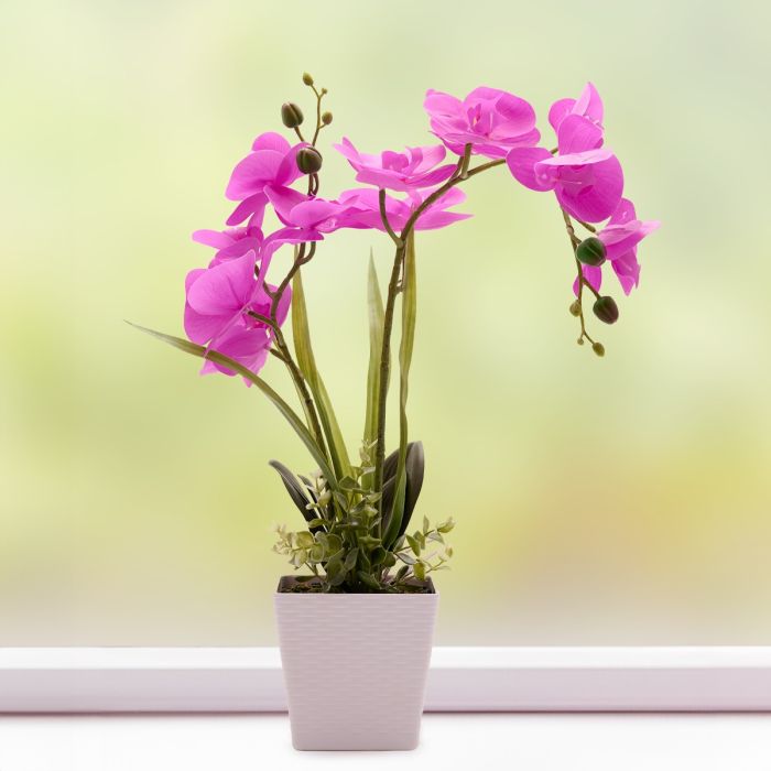 MallettsTruro's tweet image. Let's be real, some days you just want to lounge around without worrying about plant care. With silk orchids, you can do just that. They thrive on neglect, and that's good enough,
#silkflowers #orchid #phalaenopsis #houseplant #truro