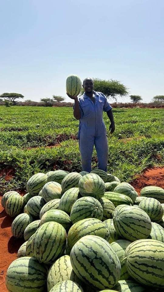 Xooshdocol's tweet photo. Ninkani waa dhaqtar Kenyan ah, waxa uu ka hawlgalaa isbitaal ka mid ah kuwa magaalada Galdogob. Inta uu fasaxa yahay waxa uu waqtigiisa ku bixiyaa shaqadiisaan kale oo ah BEERATO! Waxa uu hadda soo saaray QARE ku filan magaalada Galdogob, isaga abuurtay ganacsigaan. 

Waxaa yaab leh in aad dadkeennu weli fahmin arrinkaan, dhulkeenna 90% waa la beeri karaa.