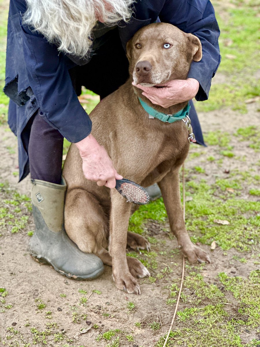 arvalleyblue's tweet photo. 3/18/24 Russellville,Arkansas Petsmart: looking for a loyal, loving companion? Meet Sam and Max tomorrow 11am @PetSmart #AdoptDontShop #nationalpetadoptionweek #rescuedogs #russellvillear #Arkansas https://t.co/ZT3Tvw5ZAE