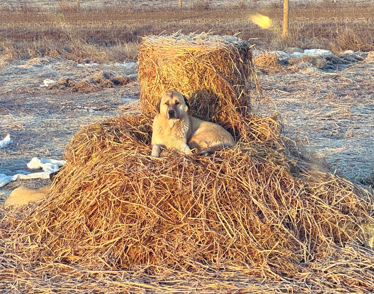 TKRanch's tweet photo. Max, short for Maxine, taking a break on a broken bale from a busy night on duty as a predator control dog, Loki her brother behind to the left. Plenty of coyotes around at the moment.
#LGDs https://t.co/S8lSwL0FOY