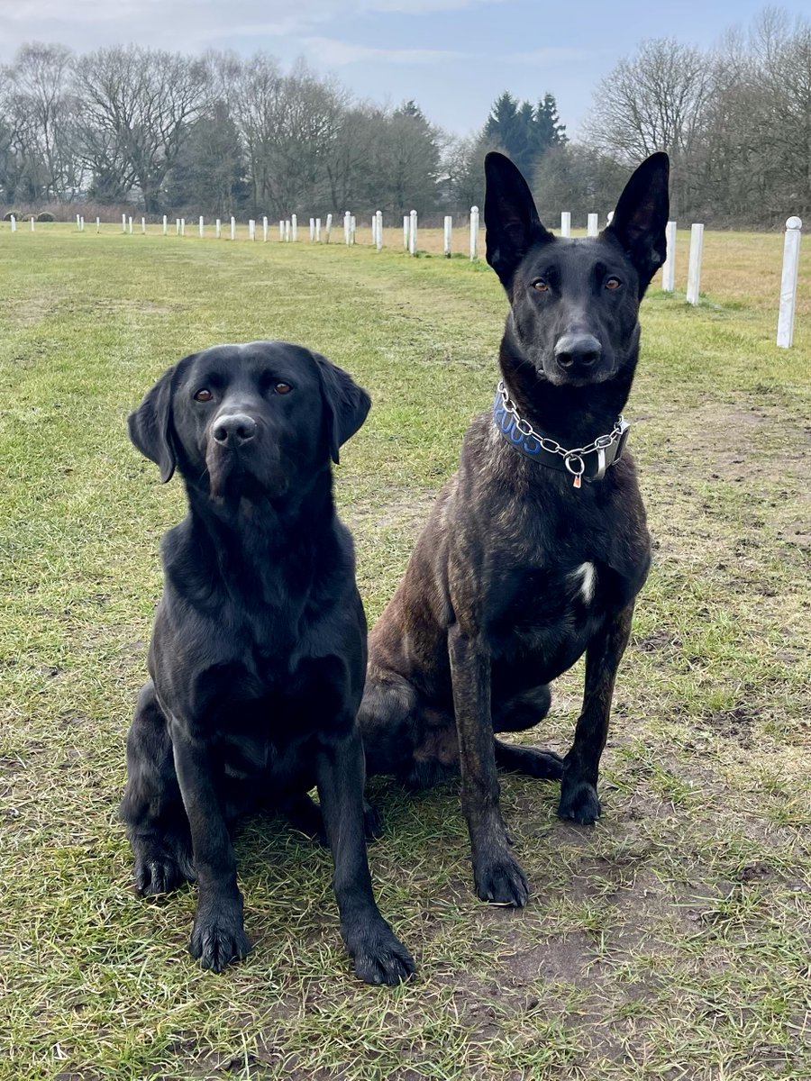 Crew mates Buddy and Toro had a busy set of shifts! On Thursday Buddy searched an address and located a large quantity of class A drugs. Then last night Toro tracked and located 4 males following the attempt theft of a motorbike. They were also in possession of drugs.