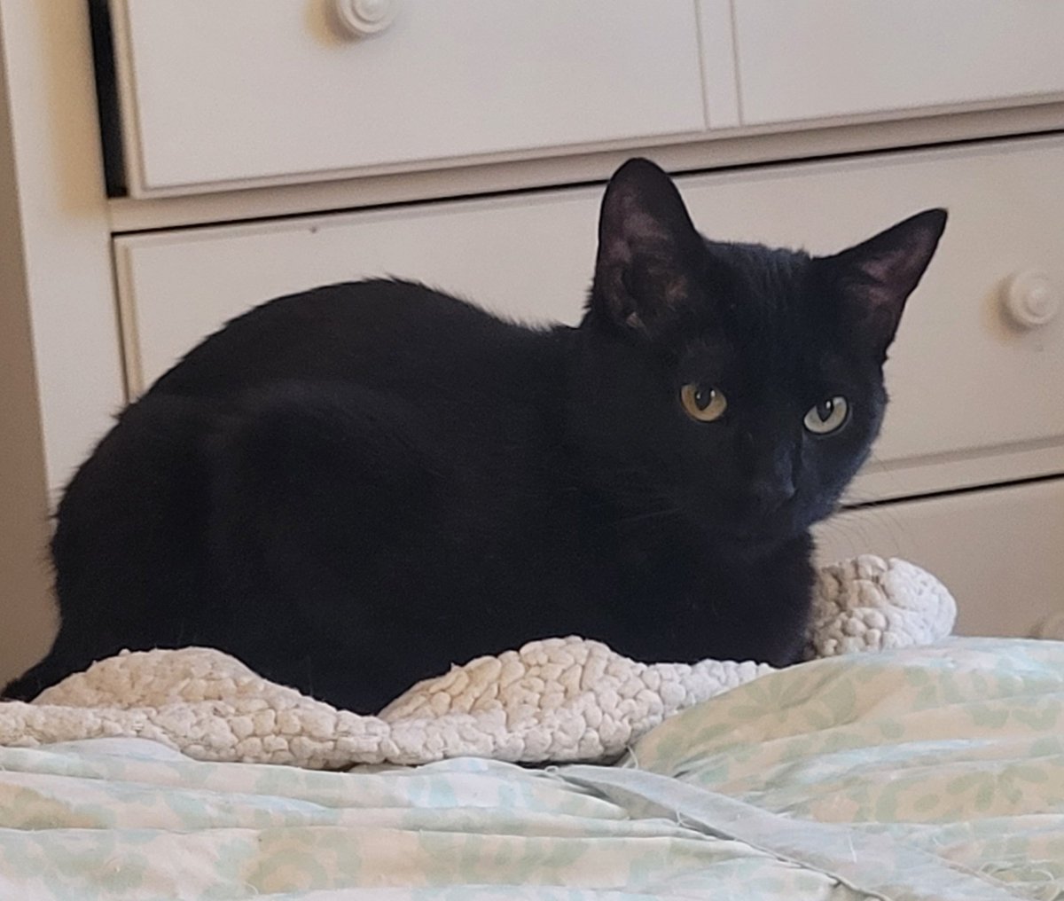 If you hear of anyone looking to adopt a cat, please mention Star? Still trying to get her a home! #fosterkittens #blackcats #blackcatsofinstagram #blackcatsrule #meowsofcanada #catsofinstagram #canadiancats #adoptdontshop #ninthlifecatrescue #petsmartcharities #petsmart