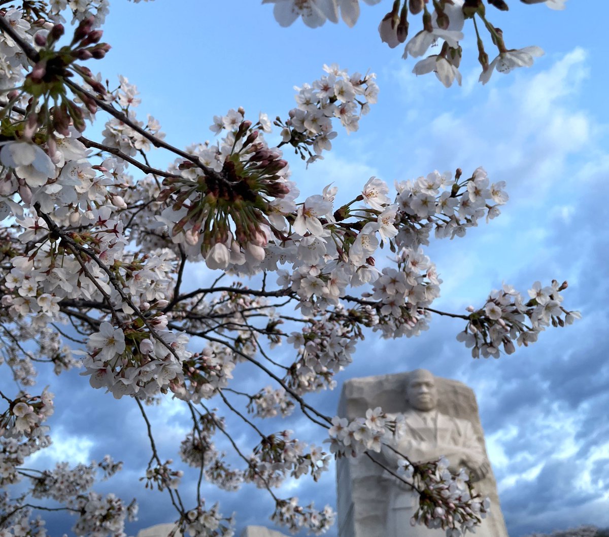 NationalMallNPS's tweet photo. We had to share a few more sunrise pics. Help us keep the cherry blossoms looking gorgeous. Don't pick the blossoms. Don't climb the trees. 🌸🌸🌸

Plan your visit at https://t.co/h04Gu0ksc1
#cherryblossom #WashingtonDC https://t.co/qNevQQj7xP