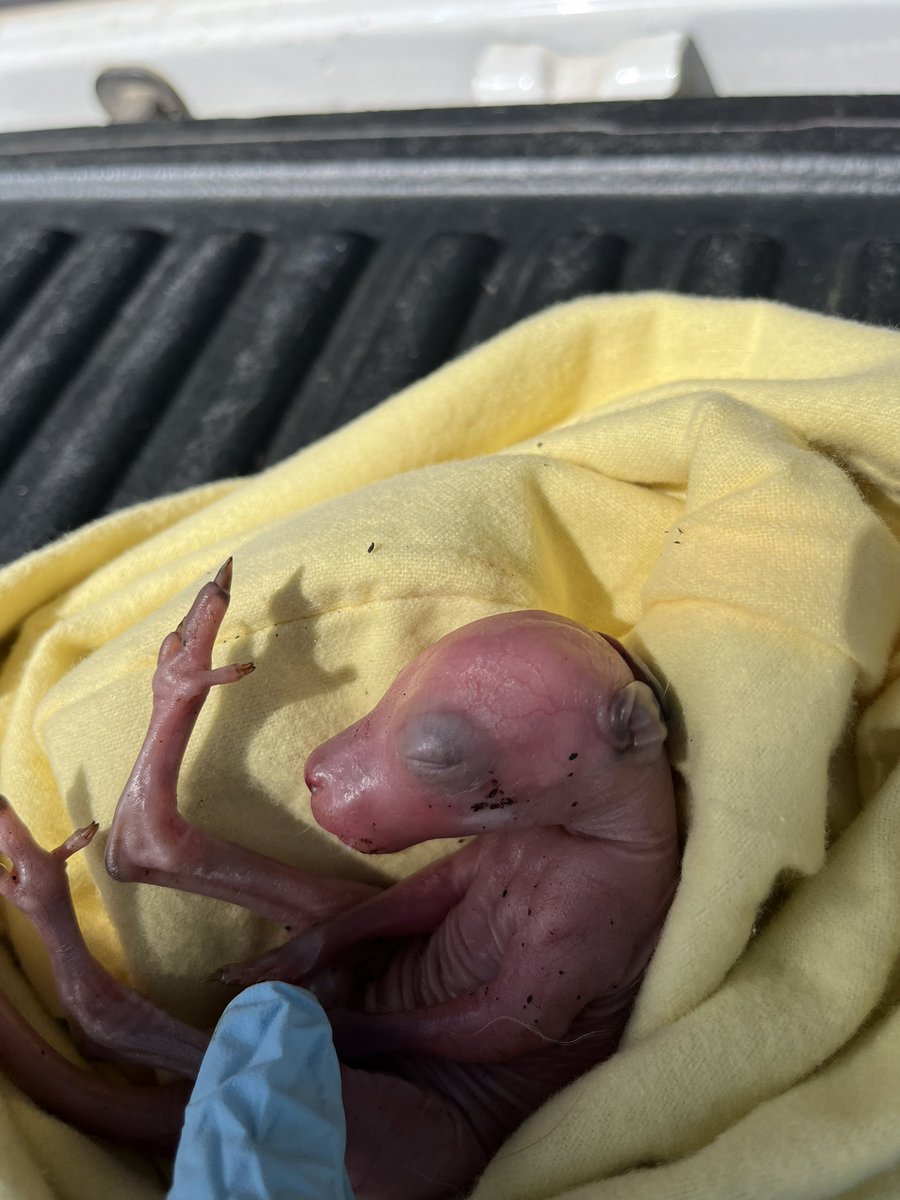 For 5 or 6 hours people drove around this eastern grey kangaroo without stopping to check her pouch. Her joey’s chance of survival reduces quickly without warmth and milk. Please stop to check. A pair of gloves and a pillow case is all that’s needed.