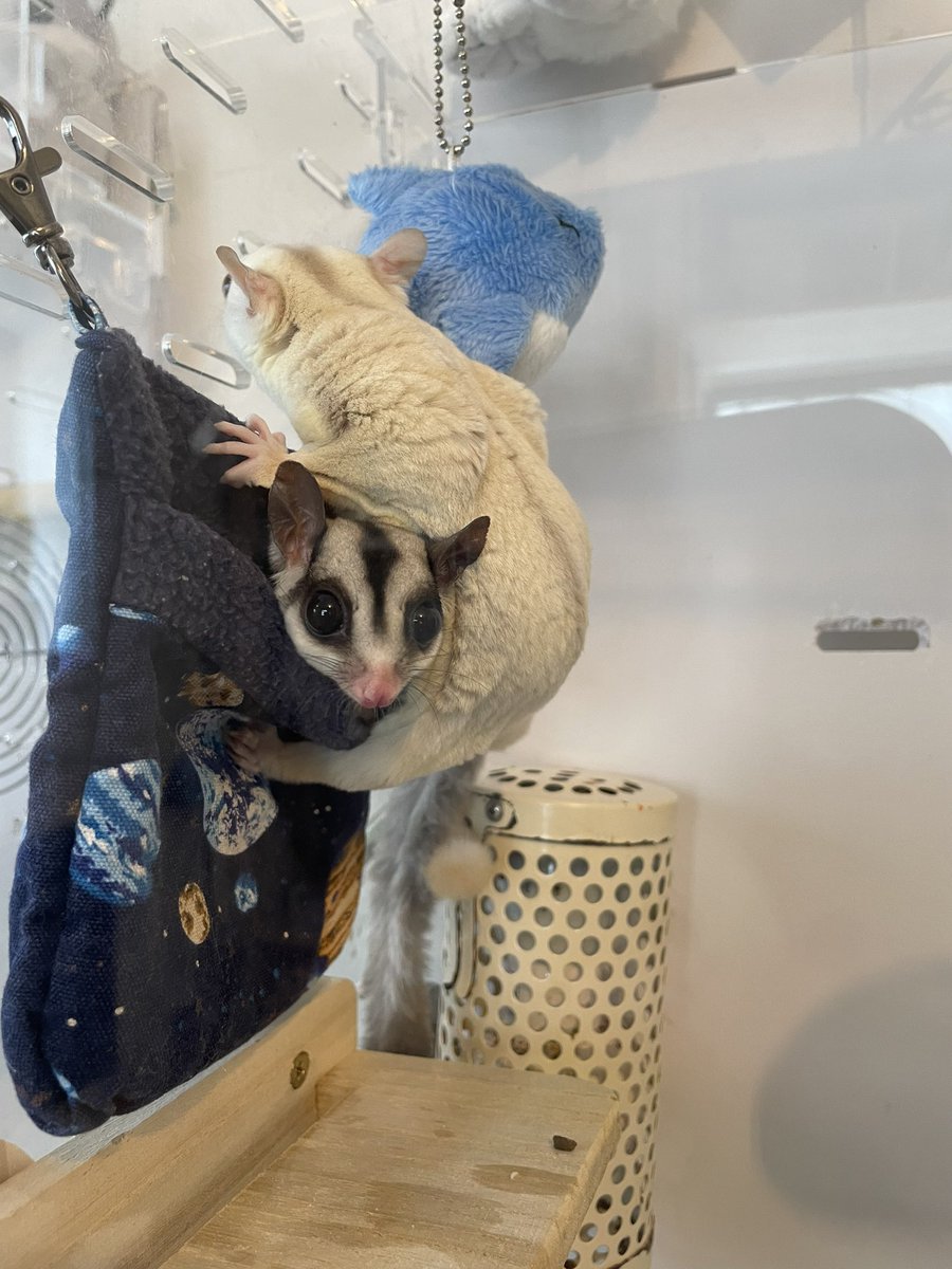 HamstarMelon's tweet image. ハグちゃんの脇からこんにちは。

#ペグちゃん
#ハグちゃん
 #フクロモモンガ