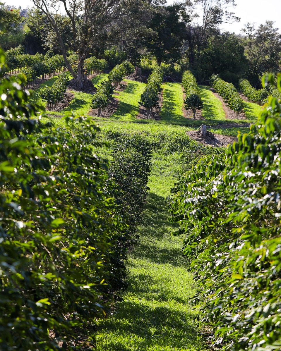 Waves of green as far as the eye can see. 💚