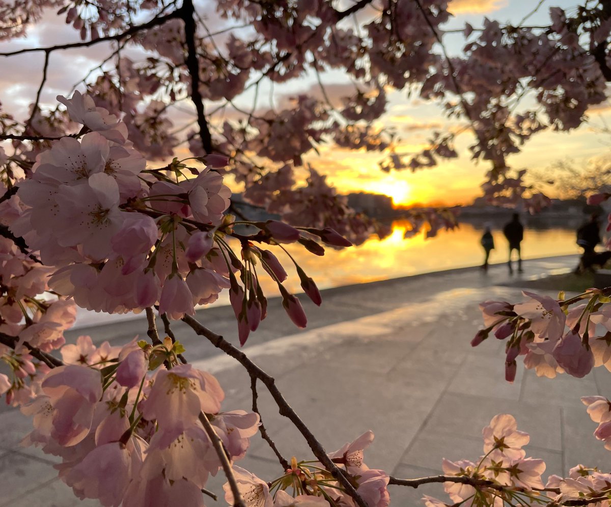 We had to share a few more sunrise pics. Help us keep the cherry blossoms looking gorgeous. Don't pick the blossoms. Don't climb the trees. 🌸🌸🌸 Plan your visit at nps.gov/cherry #cherryblossom #WashingtonDC