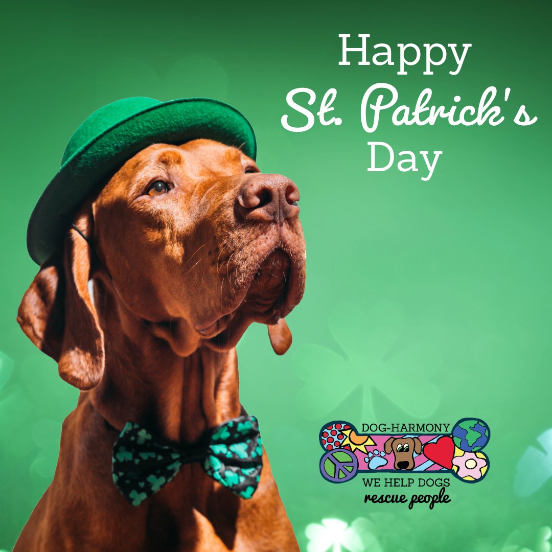 dogharmonyinc's tweet image. Whether they're learning new tricks or finding their furever homes, we're spreading the luck of the Irish to every wagging tail this St. Patrick's Day! 🐾 💚
#stpatricksday #positivedogtraining #rescuedogs