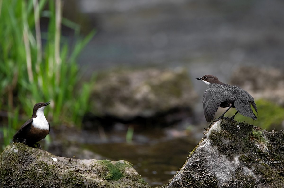 Two male Dippers competing for the same territory. The Dipper on the right made himself look bigger, begin to sing and aggressively gesture to the other. Fascinating behaviour to witnessed @B_Strawbridge @B_Strawbridge @GlobalBirdfair @polyolbion @BirdWatchingMag @Natures_Voice