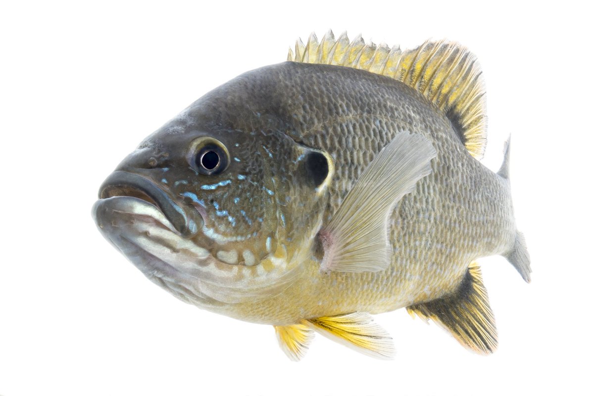 Green clothes, green drinks, green rivers. Who’s catching green sunfish today? ☘️ Green sunfish photos by Sam Stukel/USFWS?