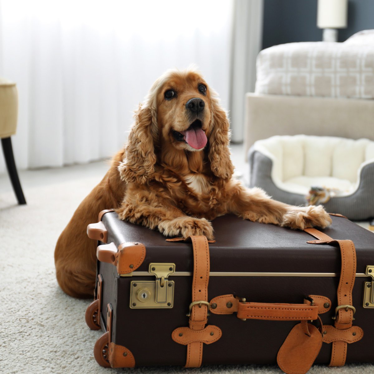 Traveling with your furry friend? 🐾 Beach Dawg Care® offers professional in-room Pet Sitting Services at your hotel or resort!  🏖️
Book now at 
beachdawgcare.com/hotel-pet-sitt…

 #PetSitting #BeachDawgCare #TravelWithPets