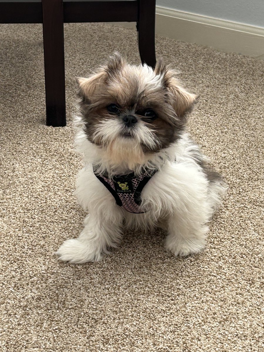 jeritz1's tweet image. The latest addition, Millie.