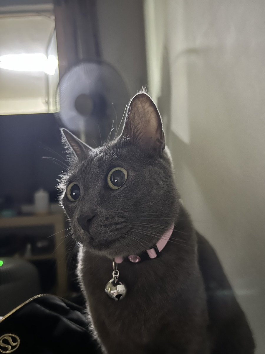 bbylcxe's tweet photo. My babe looking cute 👀 #luna https://t.co/CeCaW2YUVQ