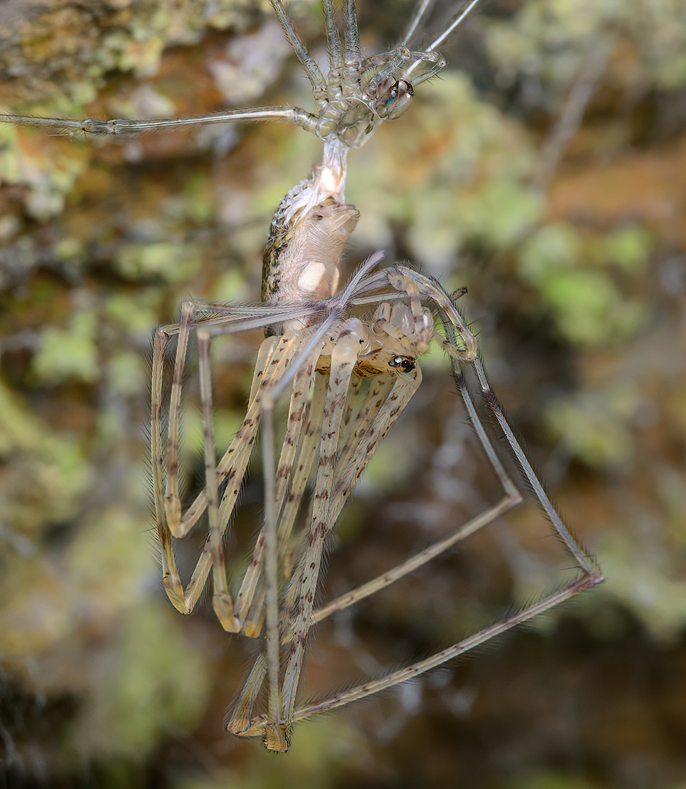 Marshal Hedin tweet media