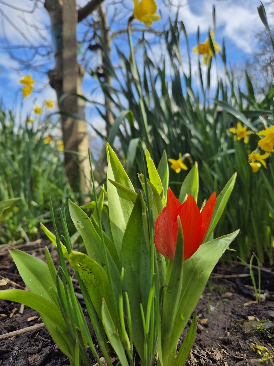 alantaylor26's tweet photo. Early? Normal?  No idea what variety. #tulip #Bingley https://t.co/3Mbs93Vavu