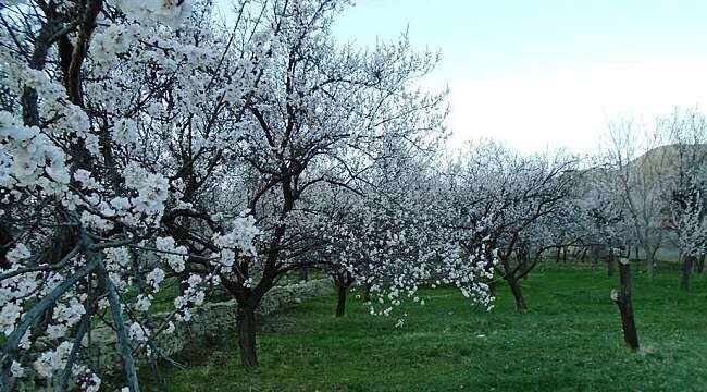 onbasiridvan's tweet photo. Burnumu dayasam bahar kokularına...
İçime çeker miyim  bu mevsim...
Papatyaları bulacak mıyım yine beni beklerken..
Yasaklasalar da seni düşlemeyi bize..
Beni unutma ilkbahar...
Seni hâlâ seviyorum...
                          Rıdvan Onbaşı https://t.co/oFYLa1HfYj