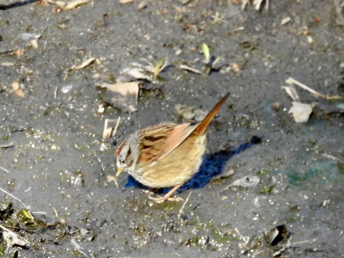 koolshark2's tweet image. #fieldsparrow #songsparrow #foxsparrow #swampsparrow: #fos spring migration kicked off personally for me this weekend. The early sparrows passing through @CentralParkNYC #birding #nyc