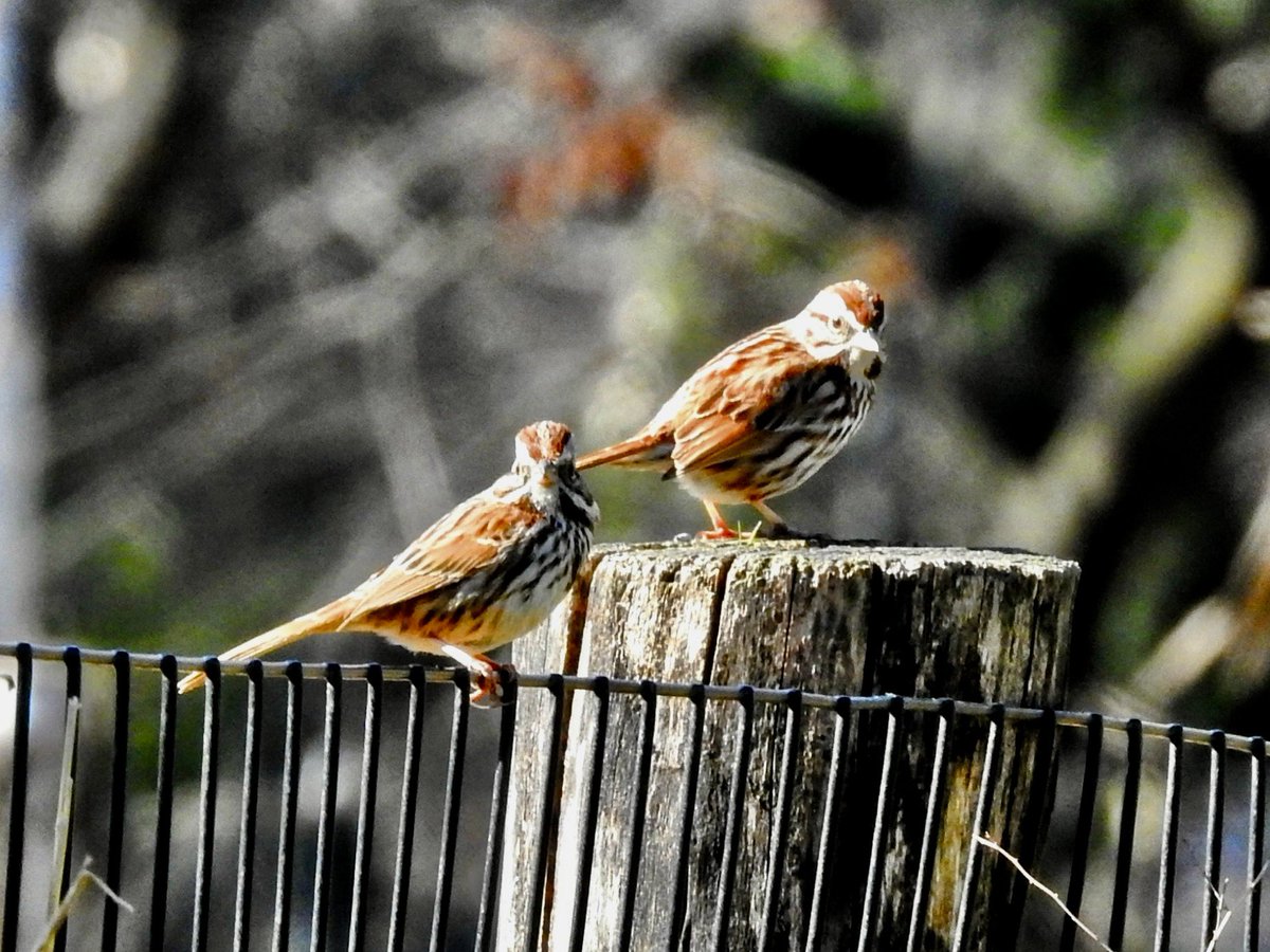 koolshark2's tweet image. #fieldsparrow #songsparrow #foxsparrow #swampsparrow: #fos spring migration kicked off personally for me this weekend. The early sparrows passing through @CentralParkNYC #birding #nyc