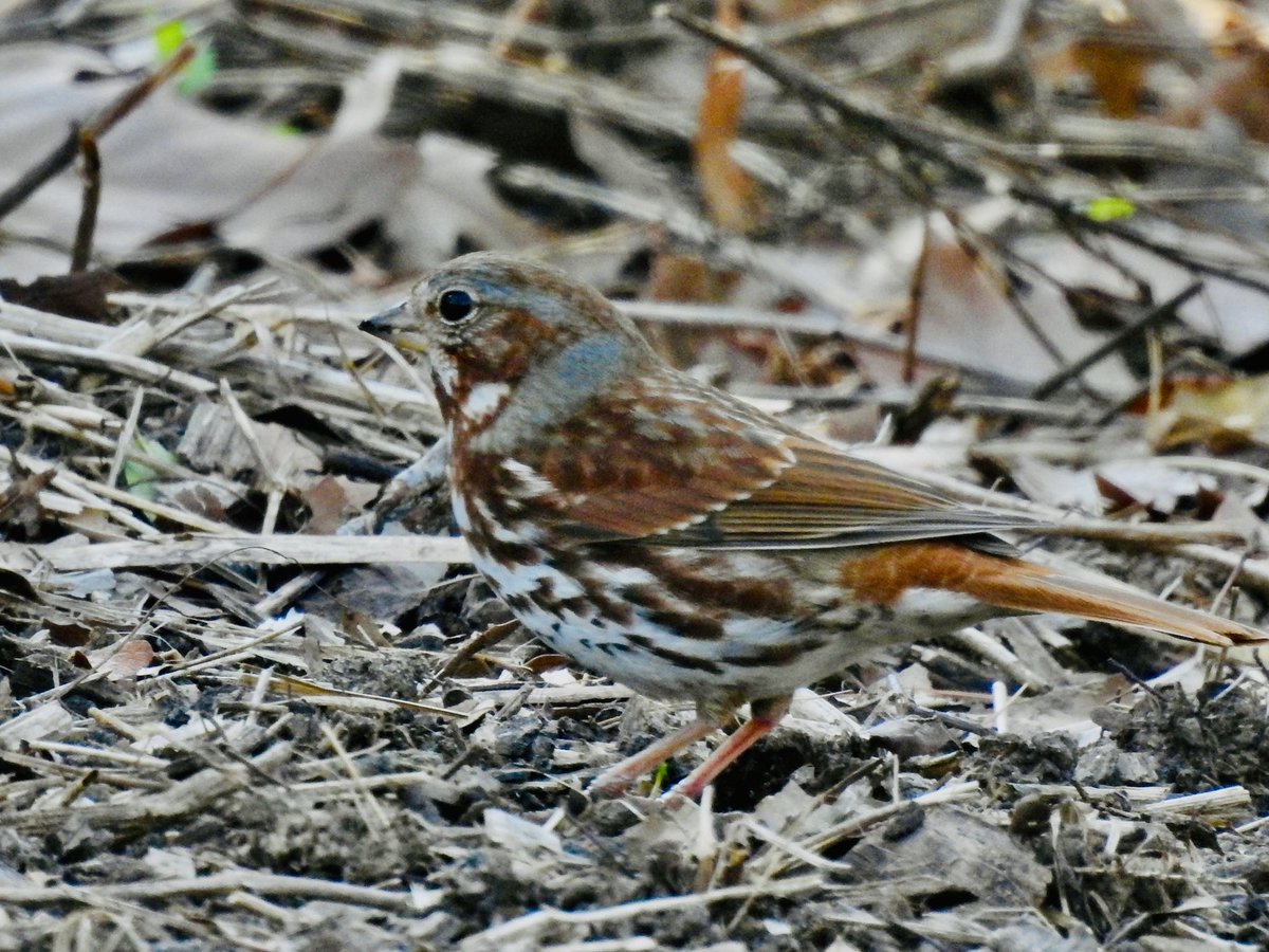 koolshark2's tweet image. #fieldsparrow #songsparrow #foxsparrow #swampsparrow: #fos spring migration kicked off personally for me this weekend. The early sparrows passing through @CentralParkNYC #birding #nyc