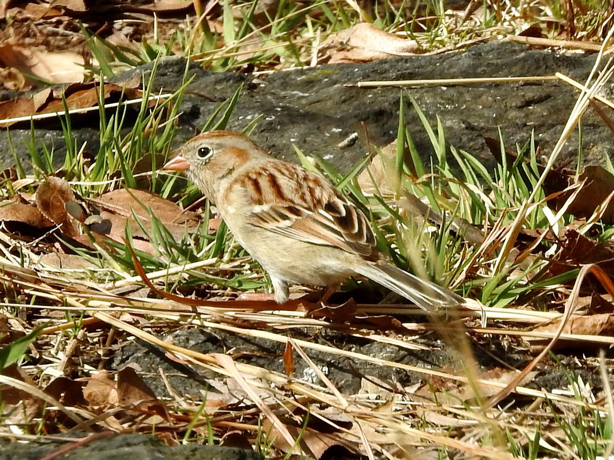 koolshark2's tweet image. #fieldsparrow #songsparrow #foxsparrow #swampsparrow: #fos spring migration kicked off personally for me this weekend. The early sparrows passing through @CentralParkNYC #birding #nyc