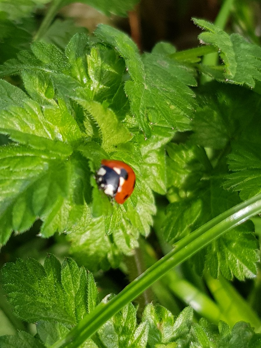 Ladybird on my dog walk today, spring