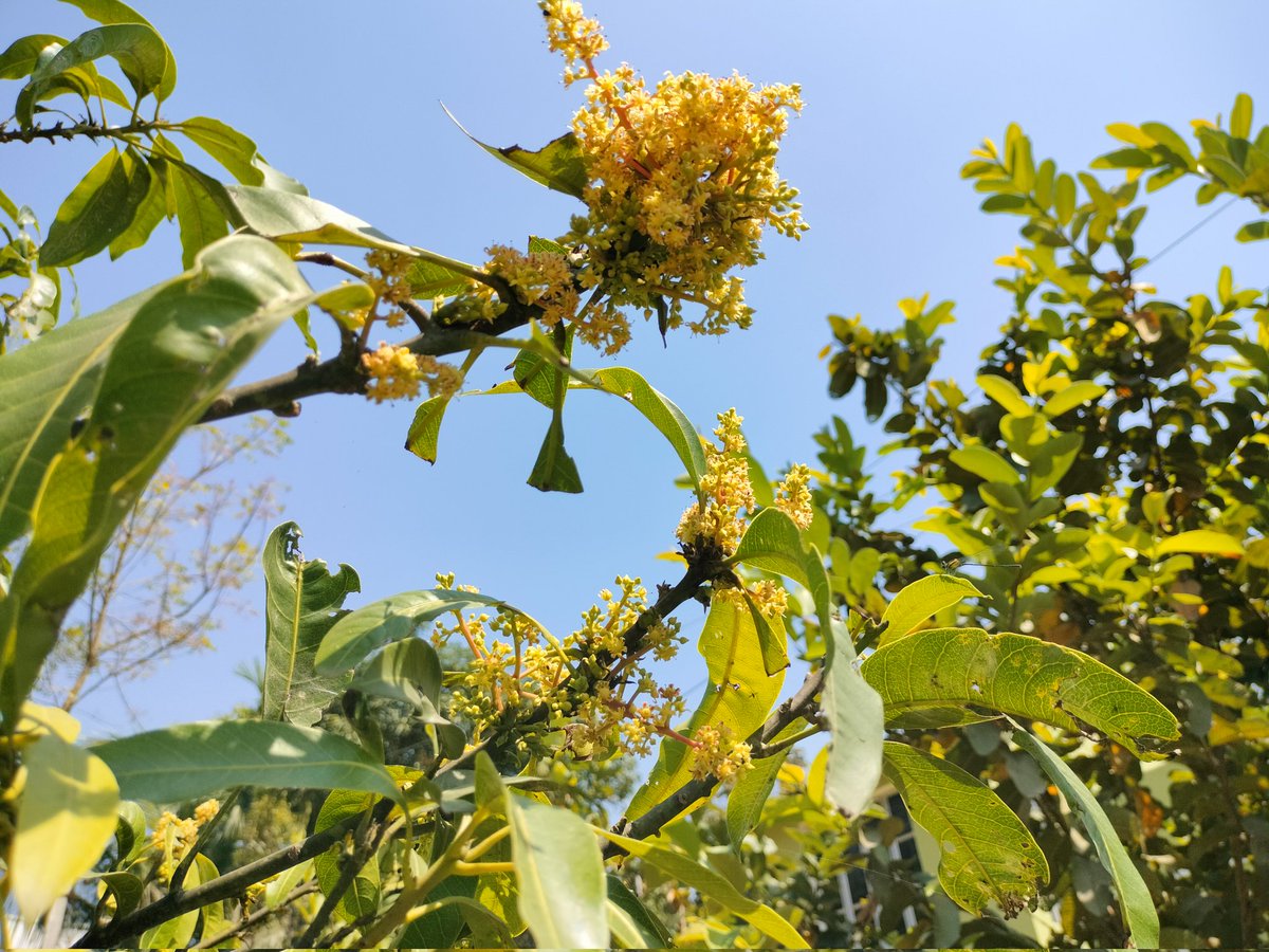 Spring’s Vivid Canvas: Nature’s Palette in Bloom
New mango buds have appeared....
#spring #BeautyOfSpring #NaturalBeauty #Mango #MangoLovers
