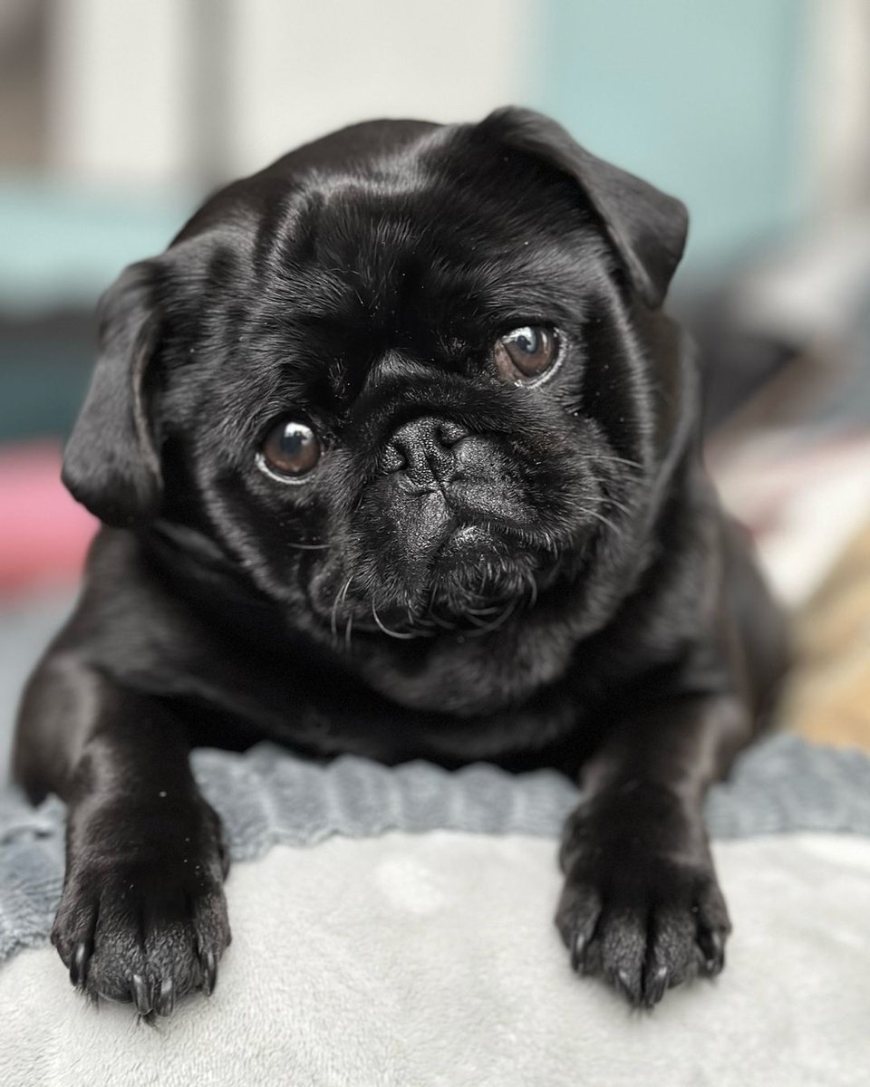 pug.lover.ig tweet media