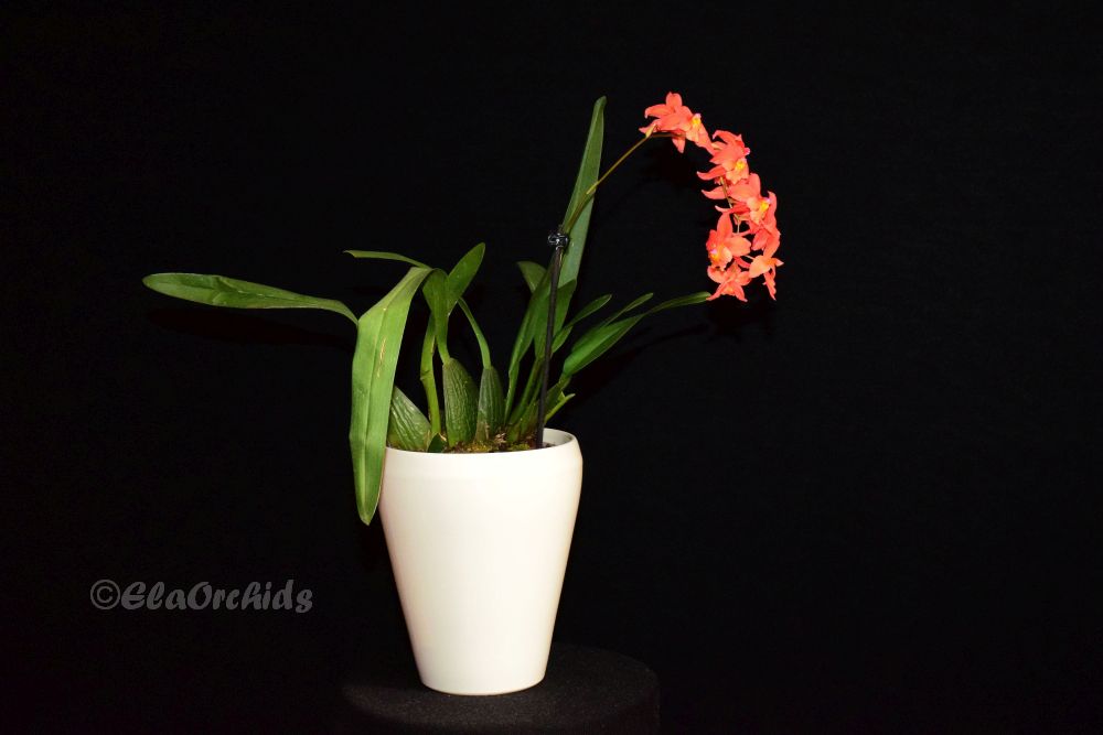 ElaOrchids's tweet photo. Cochlioda (Oncidium) noezliana has finally opened all its flowers. Unfortunately, the last flower is not fully developed. I like the pink "nose".
#orchidsonx #cochlioda #oncidium #orchids #orchidlover #蘭 #orchidflower #orchidee #orquidea #orchidée #orkidea #orchidea