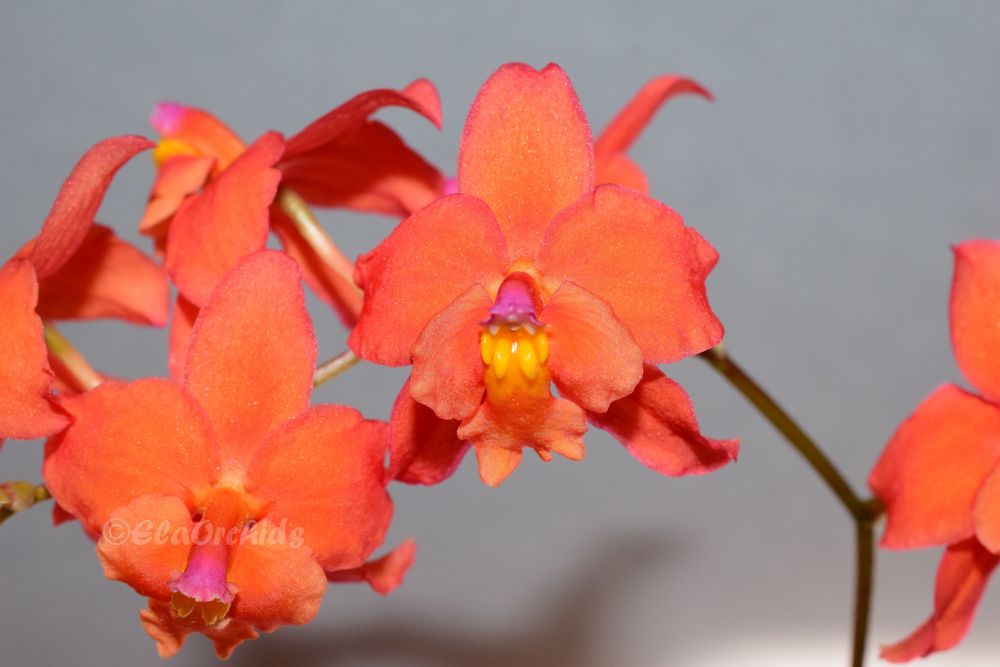 ElaOrchids's tweet photo. Cochlioda (Oncidium) noezliana has finally opened all its flowers. Unfortunately, the last flower is not fully developed. I like the pink "nose".
#orchidsonx #cochlioda #oncidium #orchids #orchidlover #蘭 #orchidflower #orchidee #orquidea #orchidée #orkidea #orchidea