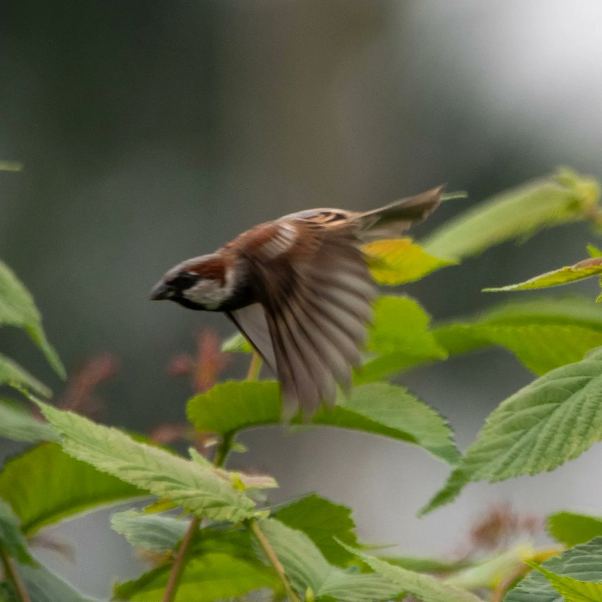 I missed #FlyDay ,so two birds with one stone for #SparrowSunday #TwitterNatureCommunity #TwitterNaturePhotography