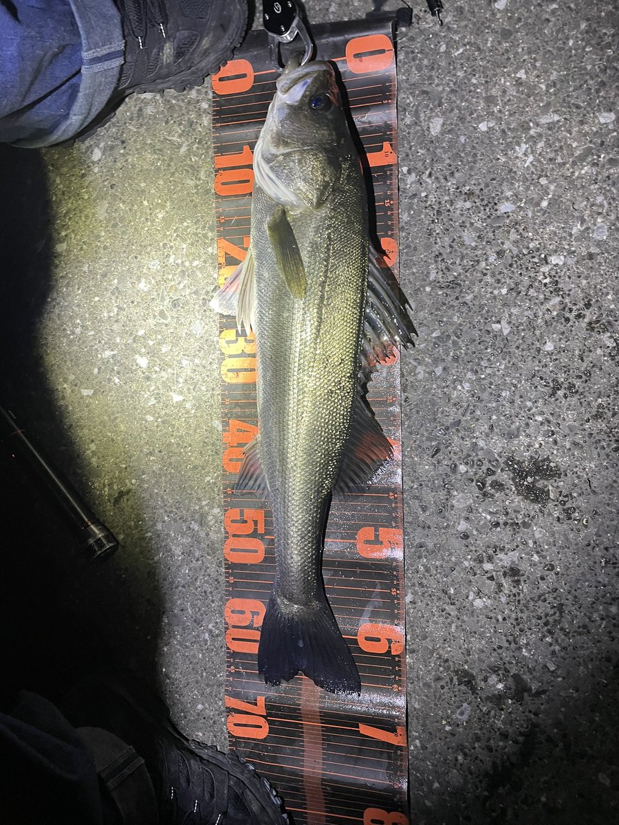 Fishing_rec's tweet photo. 今日の江ノ島は南風の影響かしらす漁の方々で上流まで満員御礼…でも釣り場は足で探すもの、なんとか入れたポイントで爆釣！
最後はポジドラルアーで釣れたし嬉しい1日
#江ノ島シーバス
#湘南シーバス
#abugarcia
#saltystage
#shimano
#23ヴァンキッシュ4000MHG
#pozidrivegarage
#クリスタルサリー https://t.co/brf8zbu6ob